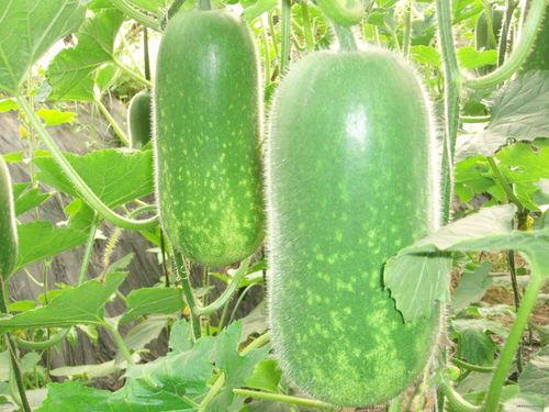 网红正能量吃瓜图片大全